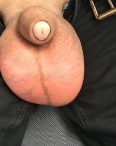 Big bull balls and cock